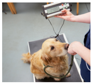 Vet scales