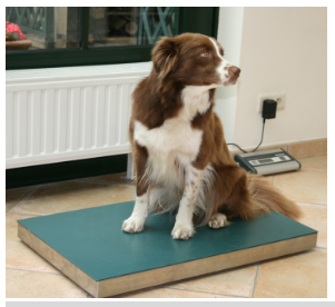 veterinary scale